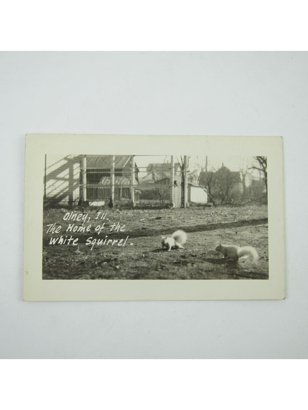 Vintage Postcard Olney Illinois Home of White Squirrel Photo Antique UNPOSTED